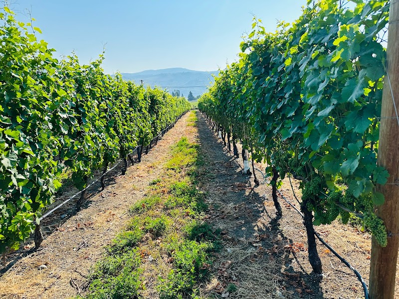 A&J Vineyards LTD