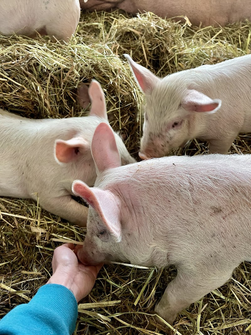 Aldor Acres Family Farm 3