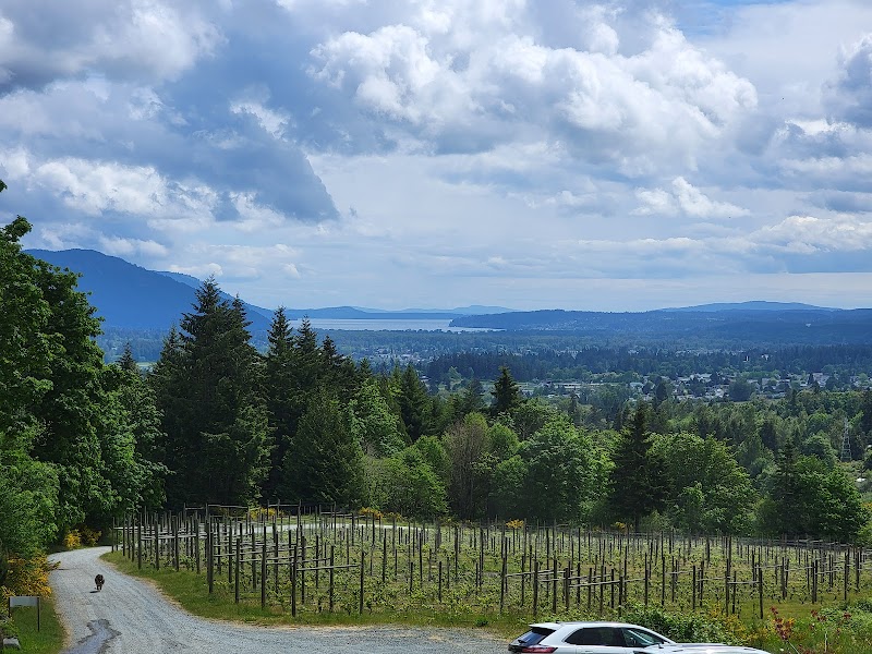Averill Creek Vineyard 4