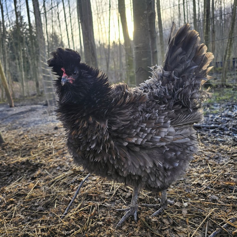 Back to Nature Acres - Blueberry U-Pick, Poultry, Produce, and pork 4