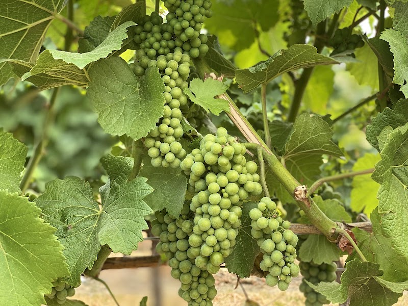 Baillie-Grohman Estate Winery