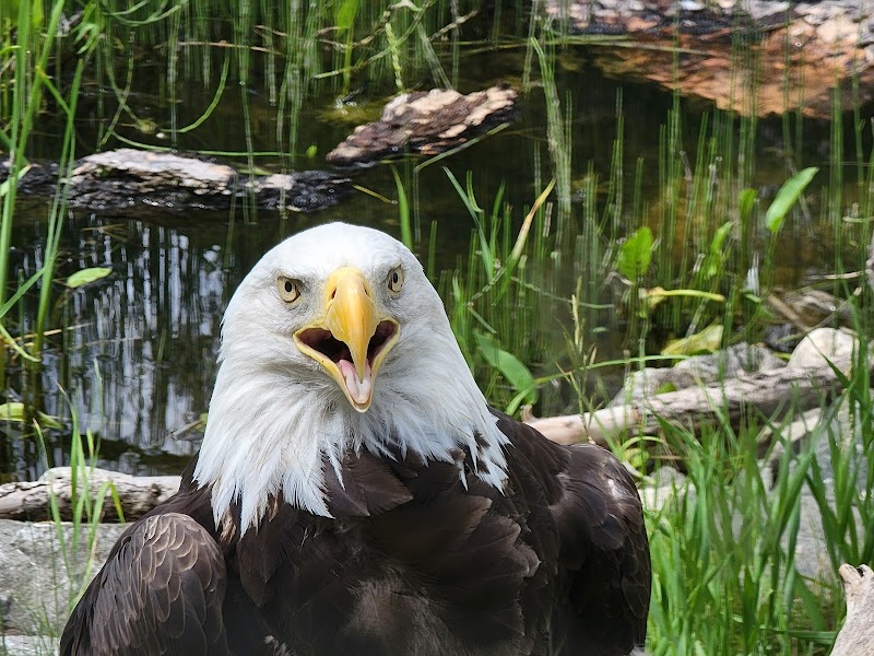 BC Wildlife Park 5