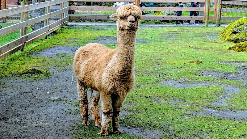 Beacon Hill Children's Farm 4