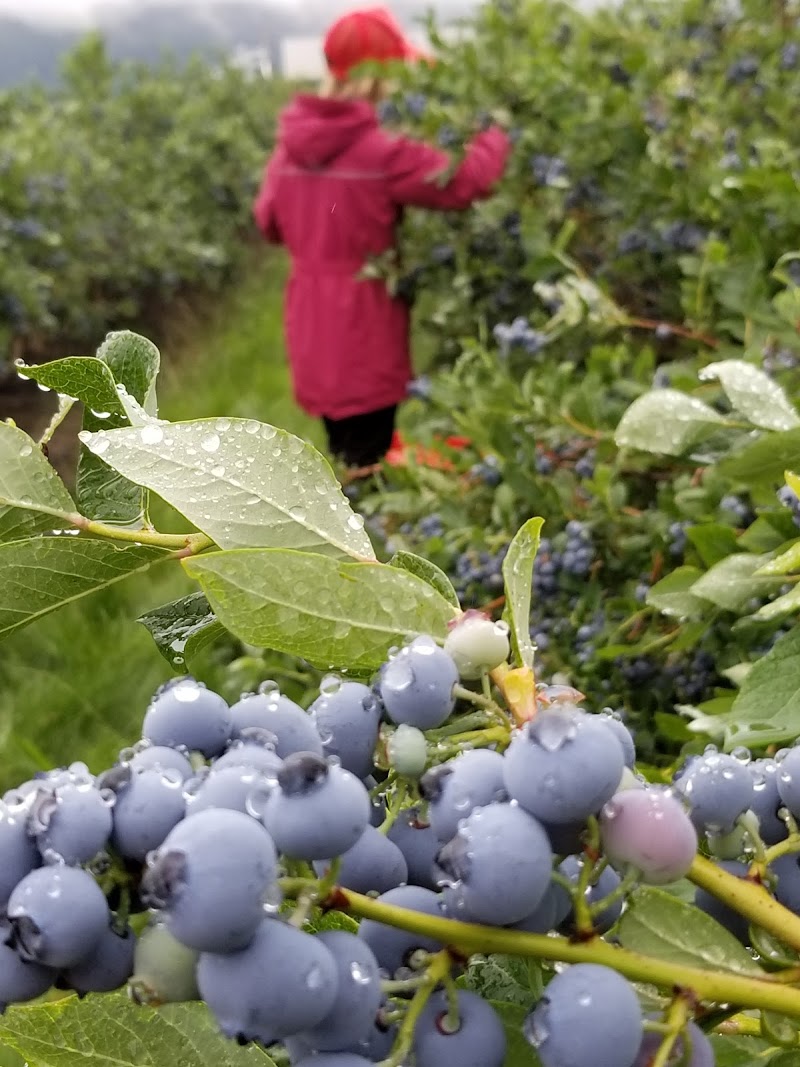 Berry Bounty Farms 3