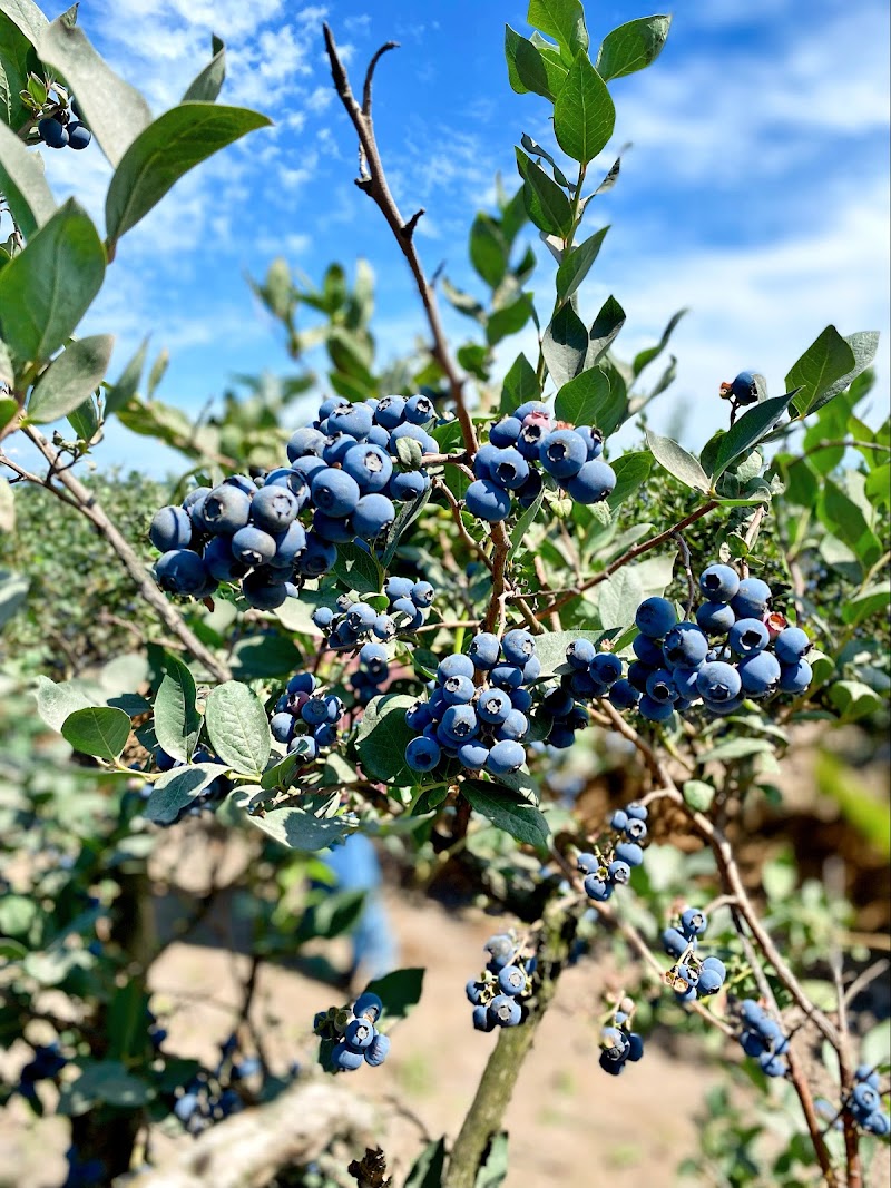 Best Choice BlueBerry Farm