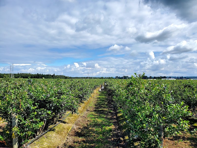 Best Choice BlueBerry Farm 2
