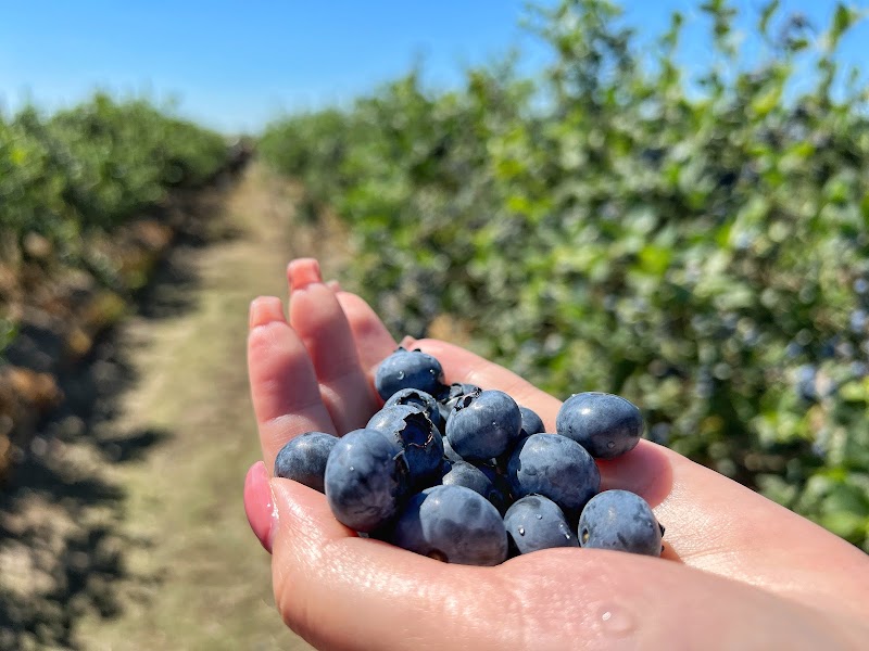 Best Choice BlueBerry Farm 3