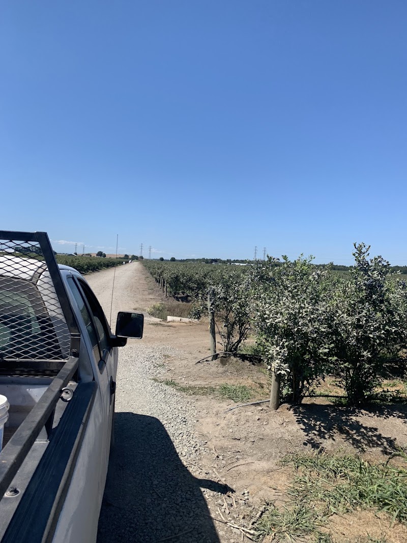 Best Choice BlueBerry Farm 4