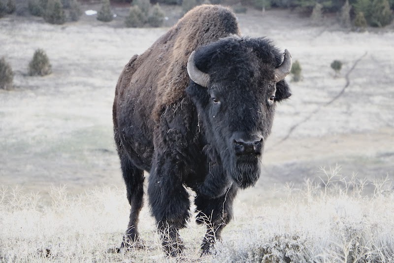 Big Valley Bison Ranch 2