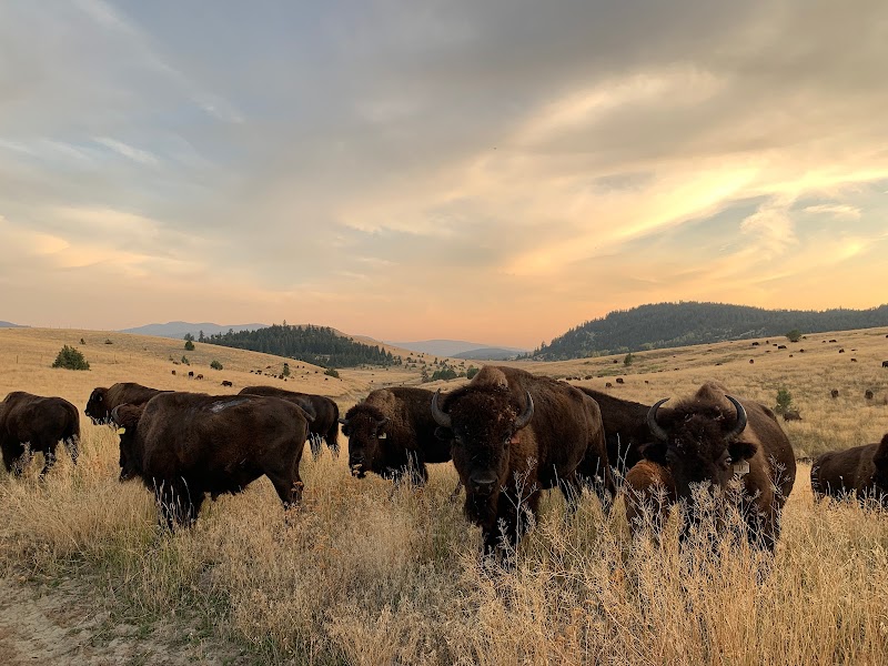 Big Valley Bison Ranch 3