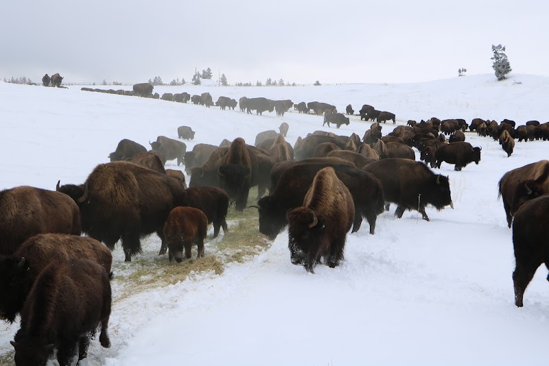 Big Valley Bison Ranch 4