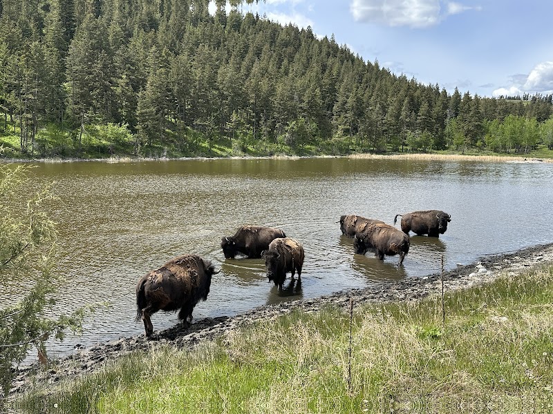 Big Valley Bison Ranch 5