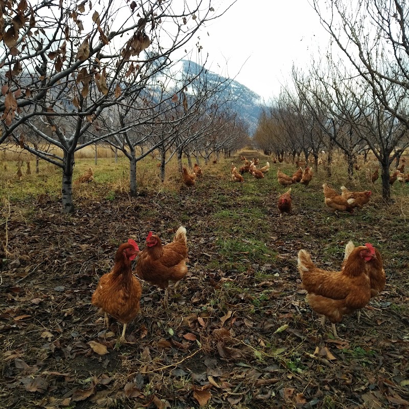 Blackbird Organics