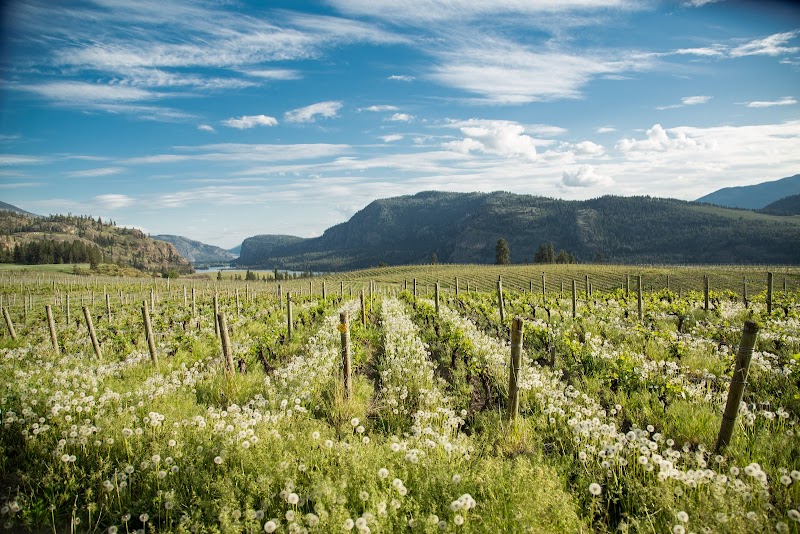 Blue Mountain Vineyard and Cellars 2
