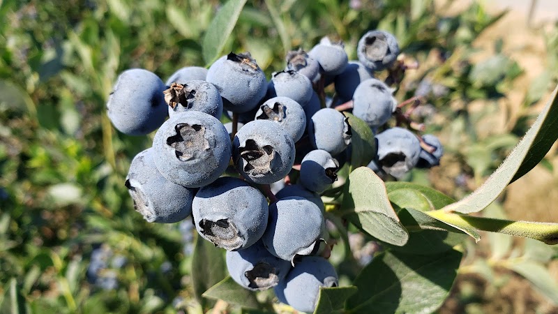 Blueberry Junction