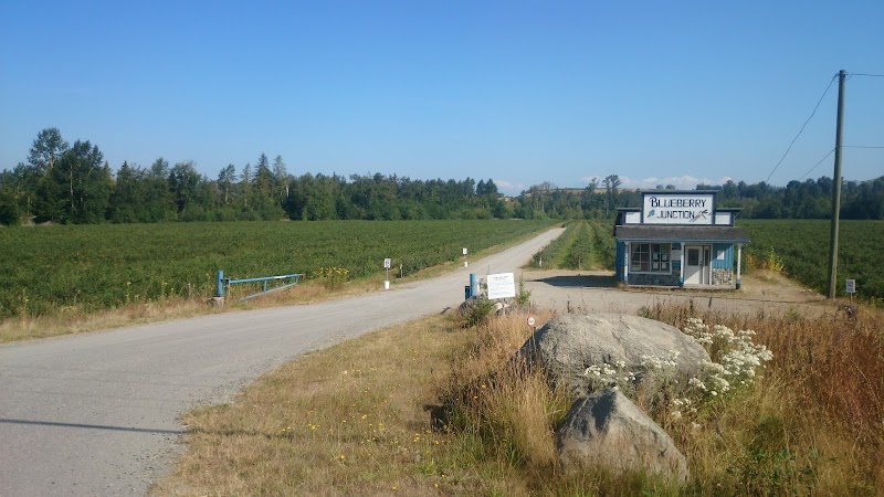 Blueberry Junction 3