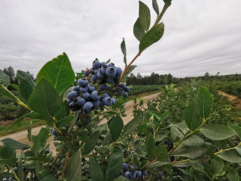 Blueberry Junction 4