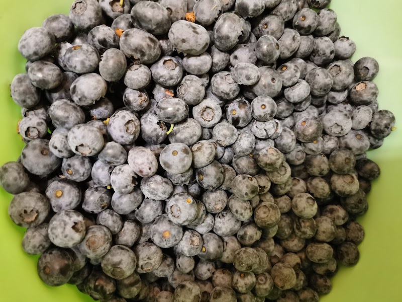 Blueberry Junction 5
