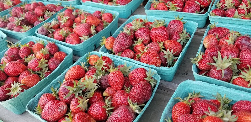 Bob Featherstone Strawberries 5