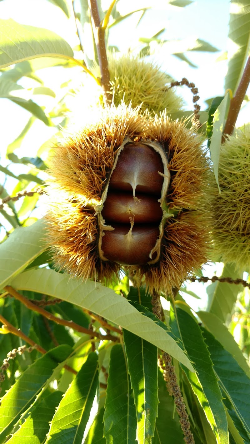 Buy Fresh Chestnuts