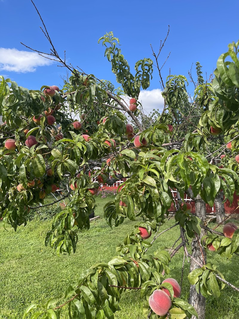 Byzantium Orchard