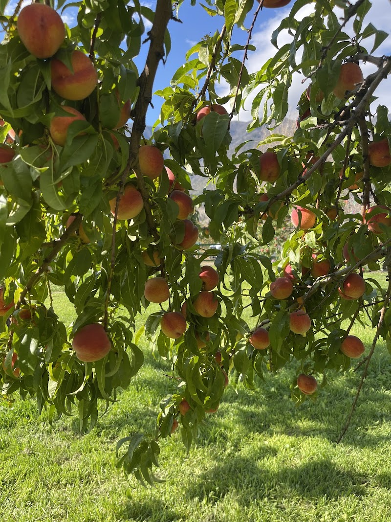 Byzantium Orchard 5