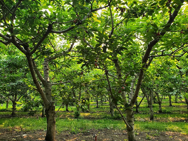 Carcajou Fruit Company Ltd. 4