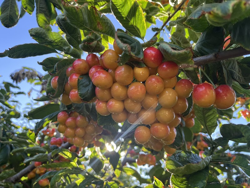 CC Orchards