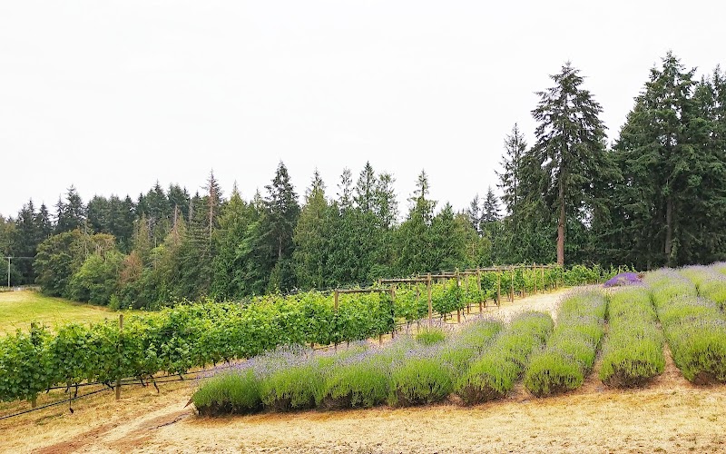 Cobble Hill Winery 4