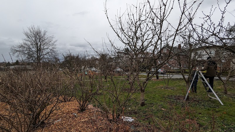 Copley Community Orchard 4