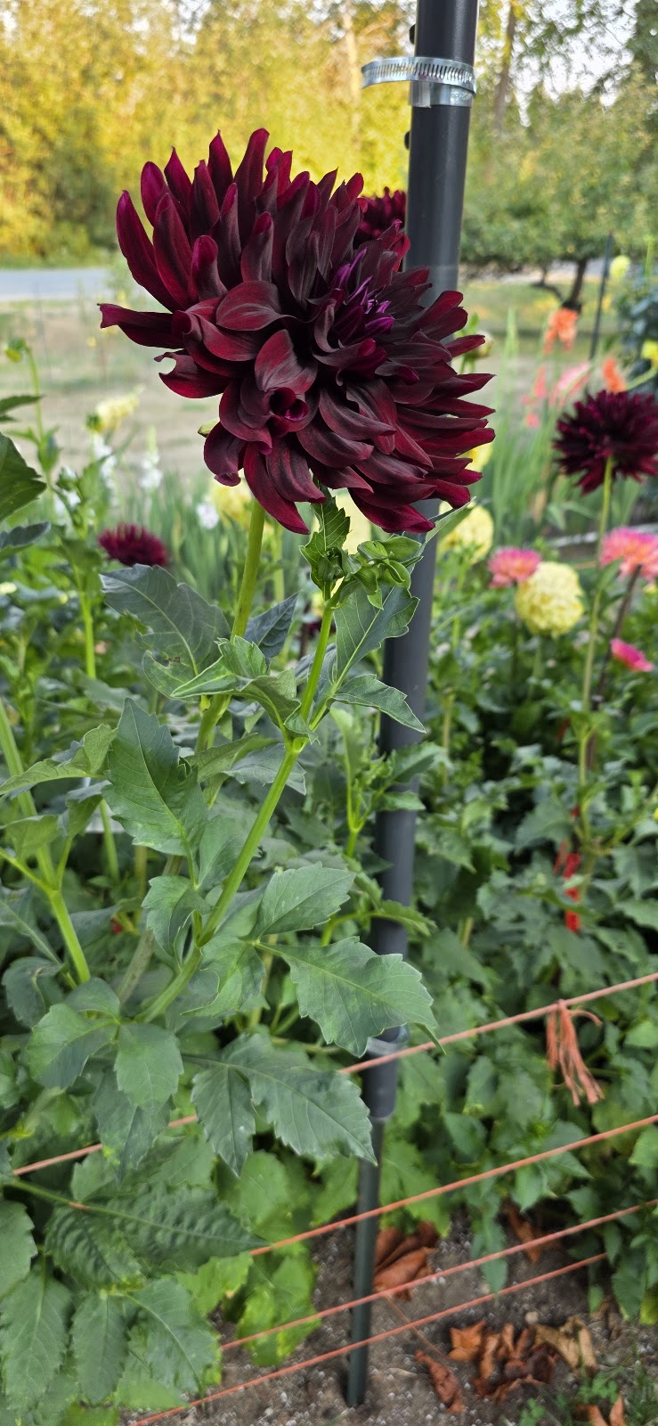 Dahlia Acres