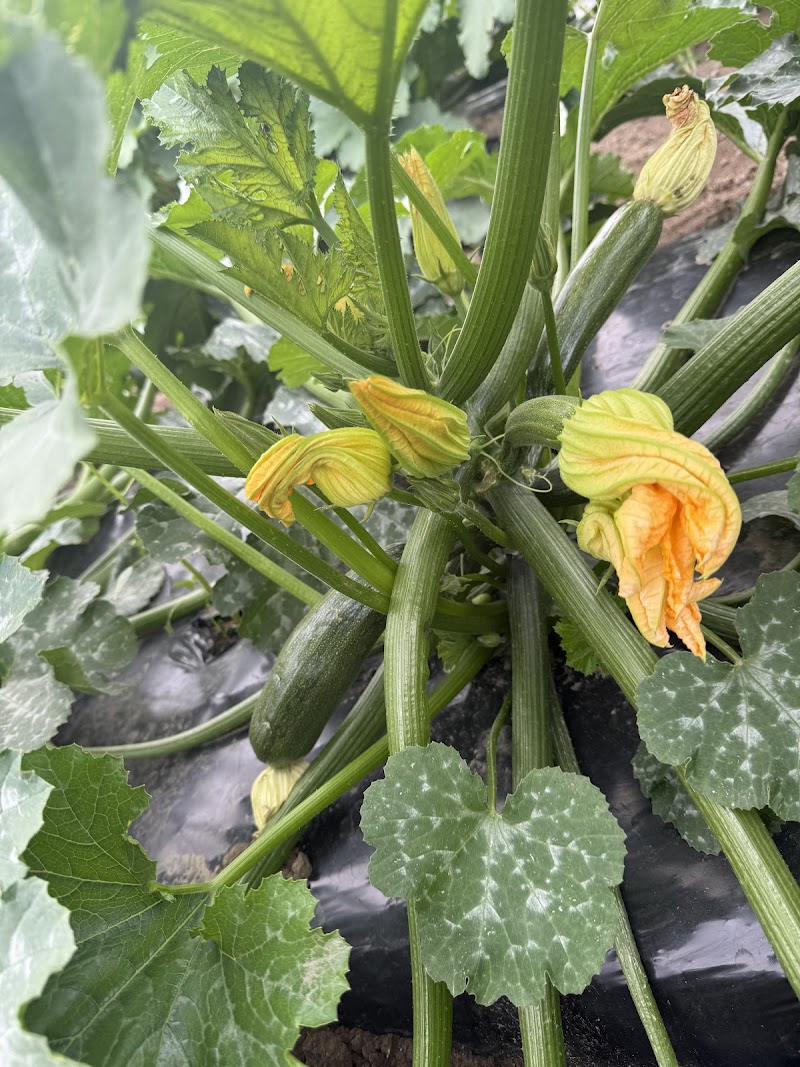 Dashmesh Ji Farms 2