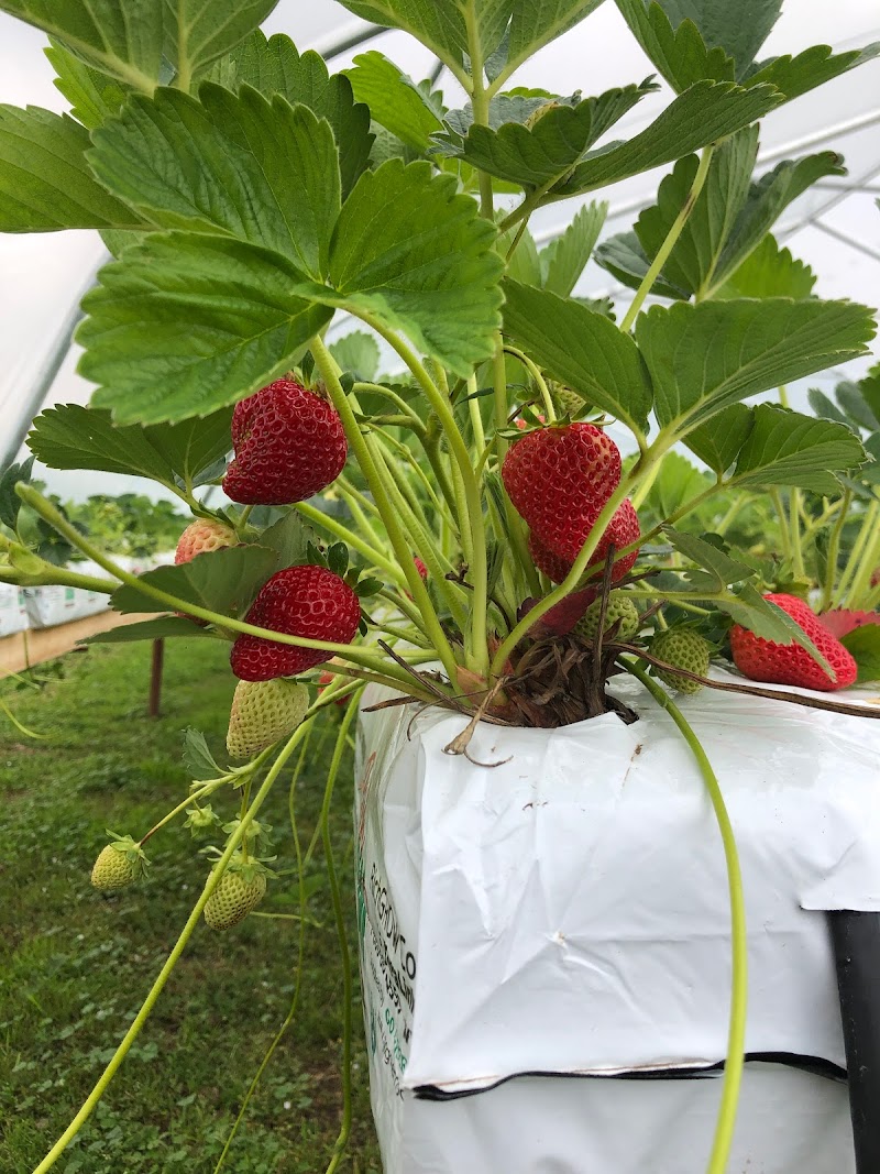 Dove Creek Produce Farm 2