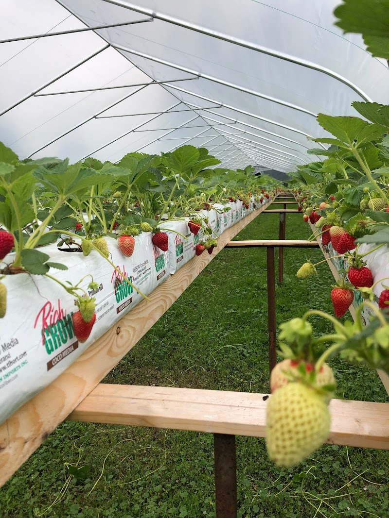 Dove Creek Produce Farm 3