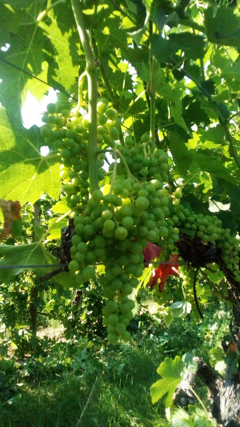 Earlco Vineyards 2