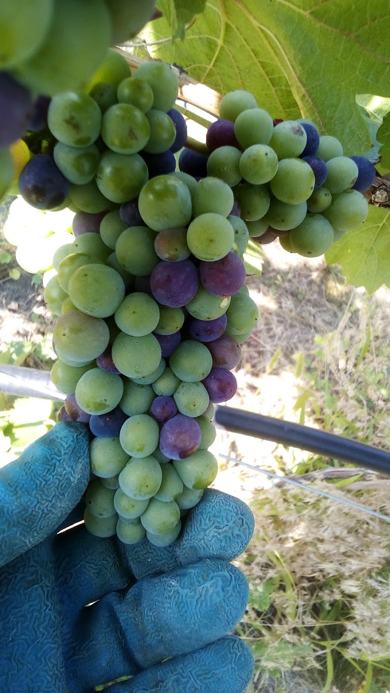 Earlco Vineyards 3