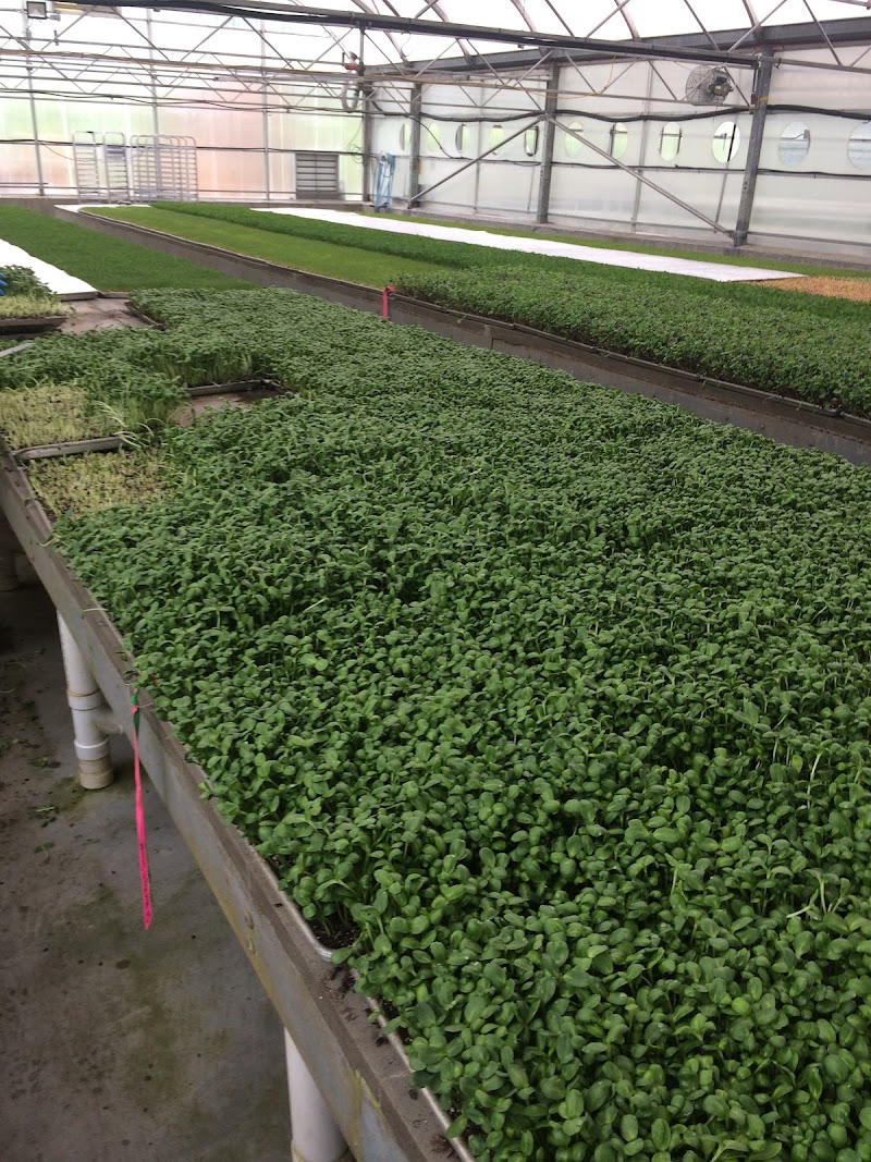 Eatmore Sprouts & Greens 2