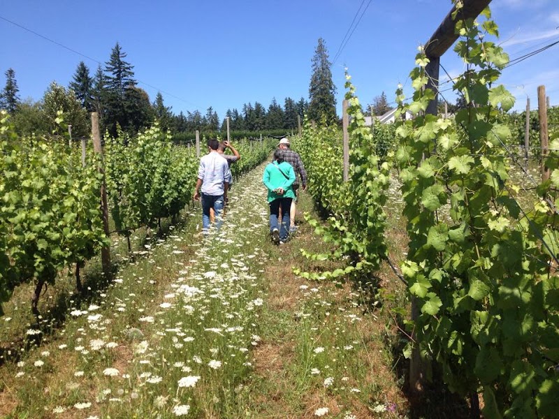 Emandare Vineyard 2
