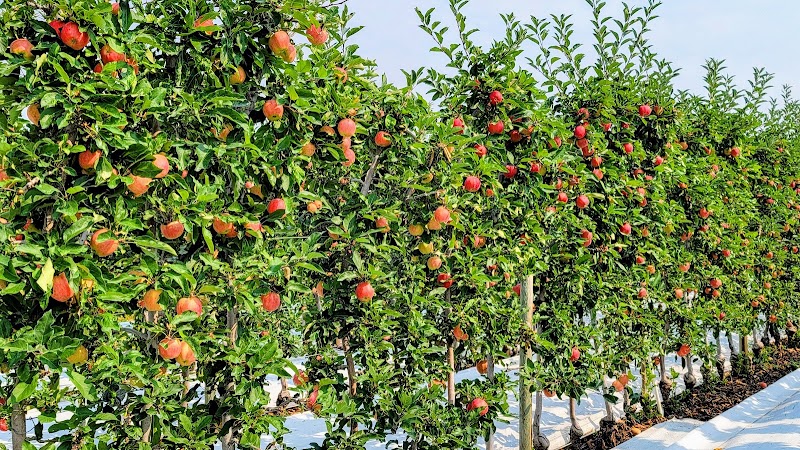 EP Orchards 4
