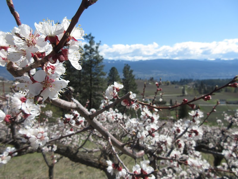 Fair Winds Orchard 2