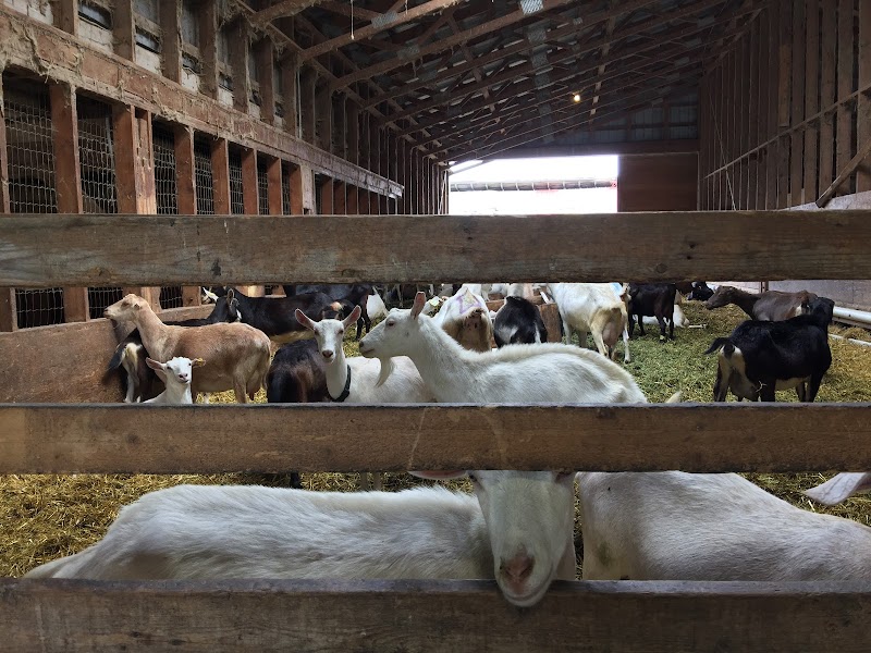 Farmhouse Natural Cheeses 5