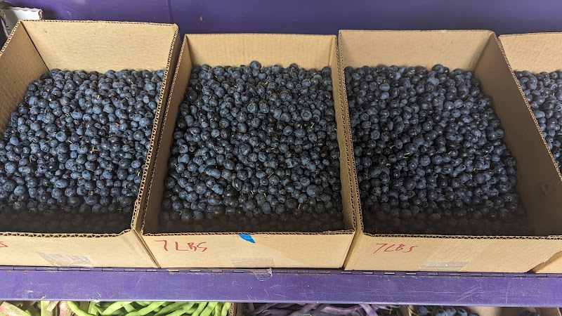 Fontana's Blueberry Farm 3