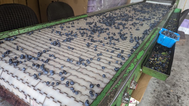 Fontana's Blueberry Farm 4