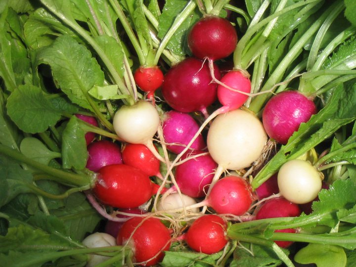 Forbes Family Farm