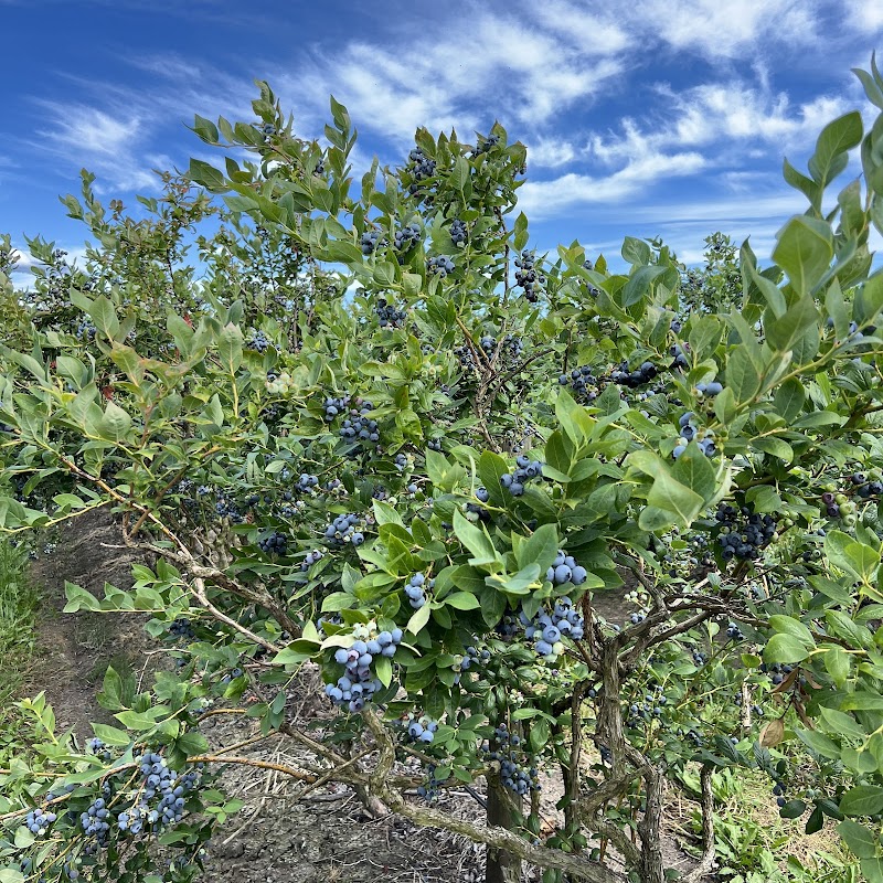 Forstbauer Family Natural Food Farm - Farm Stand and U-Pick Blueberries