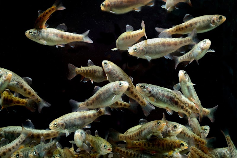 Freshwater Fisheries Society of BC