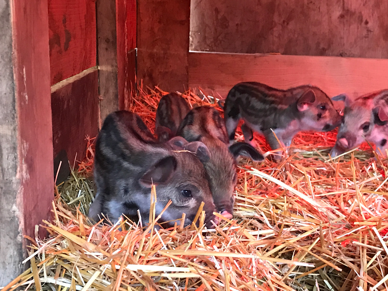 Gabriola Island Farm 5