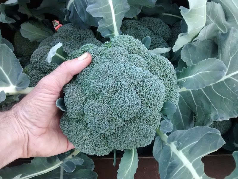 Good Earth Farm 4