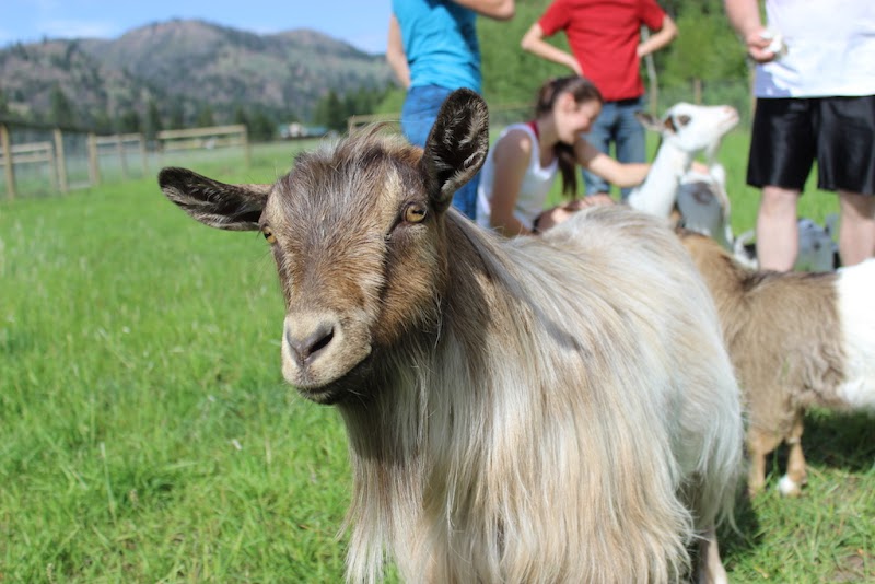 GottaGoat Farm 2