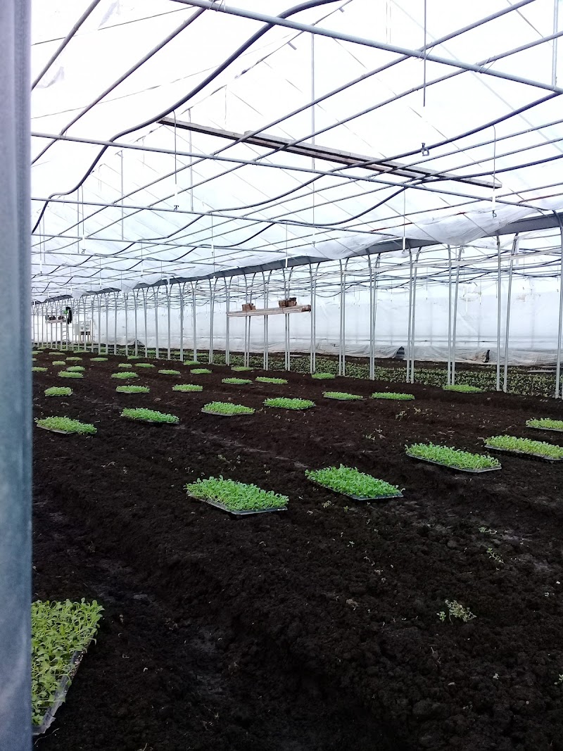 Green Leaf Farm Ltd 5